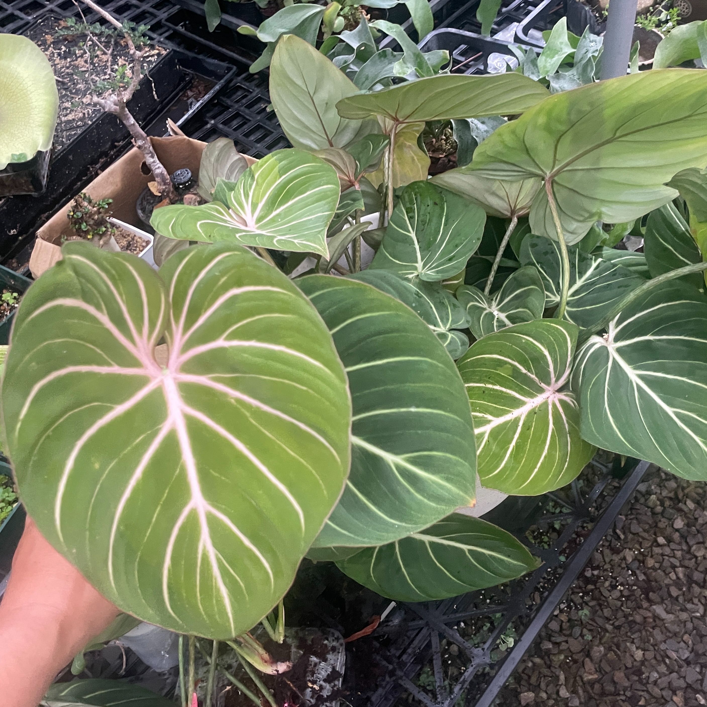 圓葉錦緞（還沒有圓）