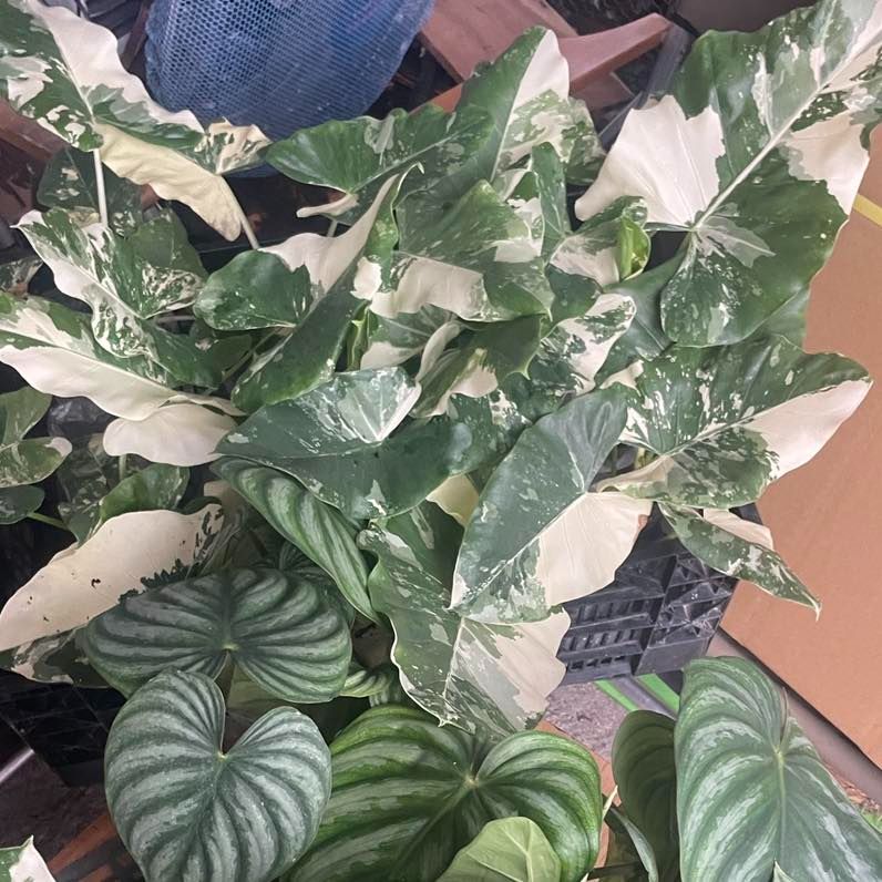 白斑姑婆芋