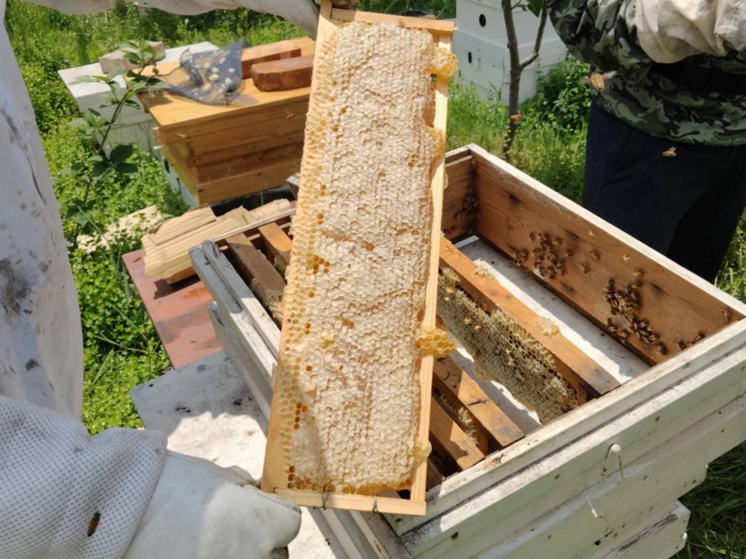 完售，敬請等待❗️【山腳農園】自然熟成封蓋蜜