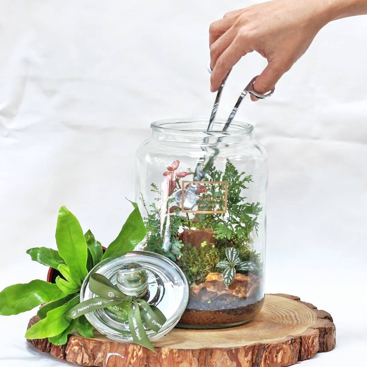 【植物生態瓶】DIY材料包＋教學影片（線上）