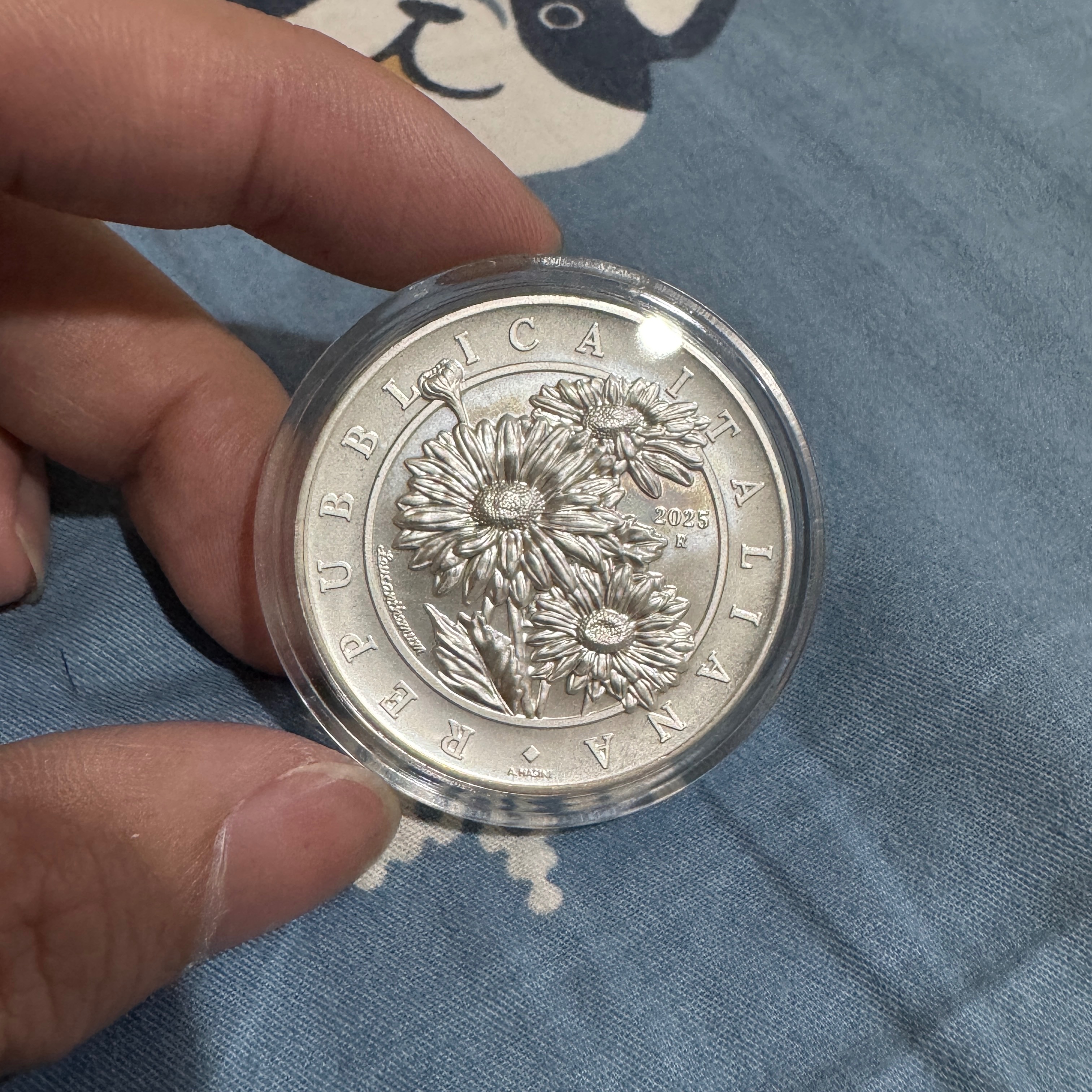 2025 義大利 花美神 - 雛菊