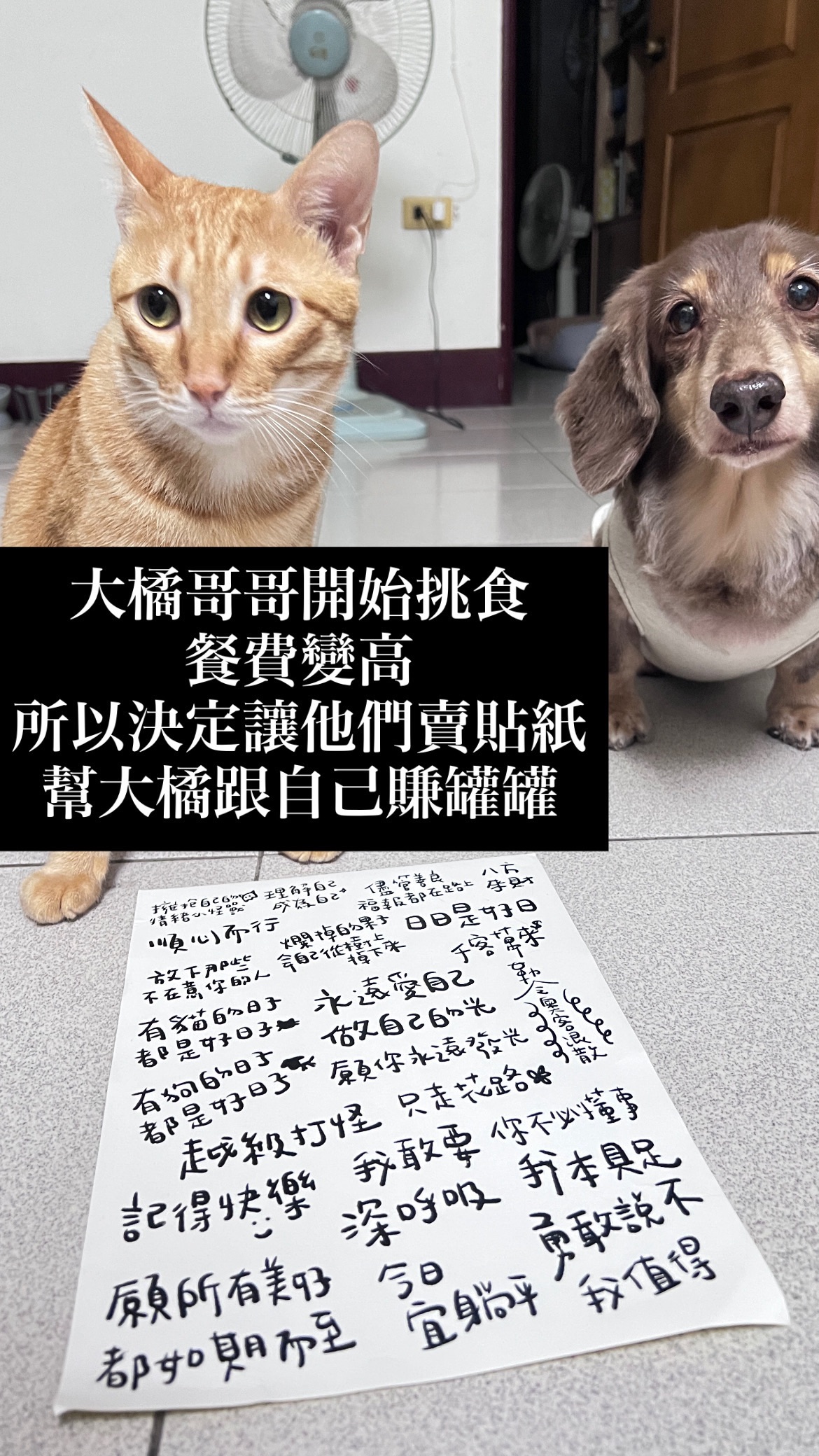 小貓咪的打工賣場