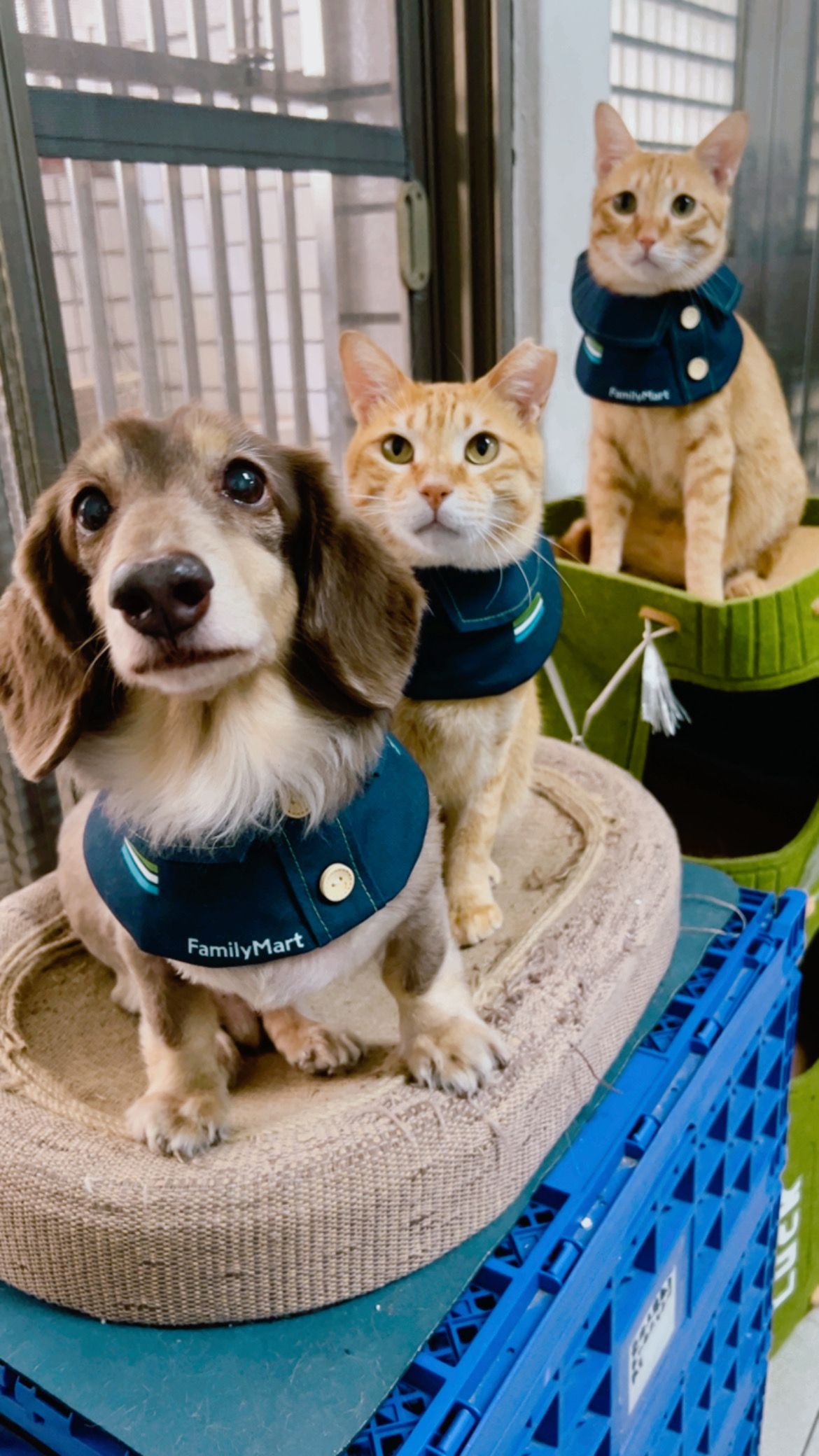 小貓咪的打工賣場NO3 收集動物溝通們的動物語錄