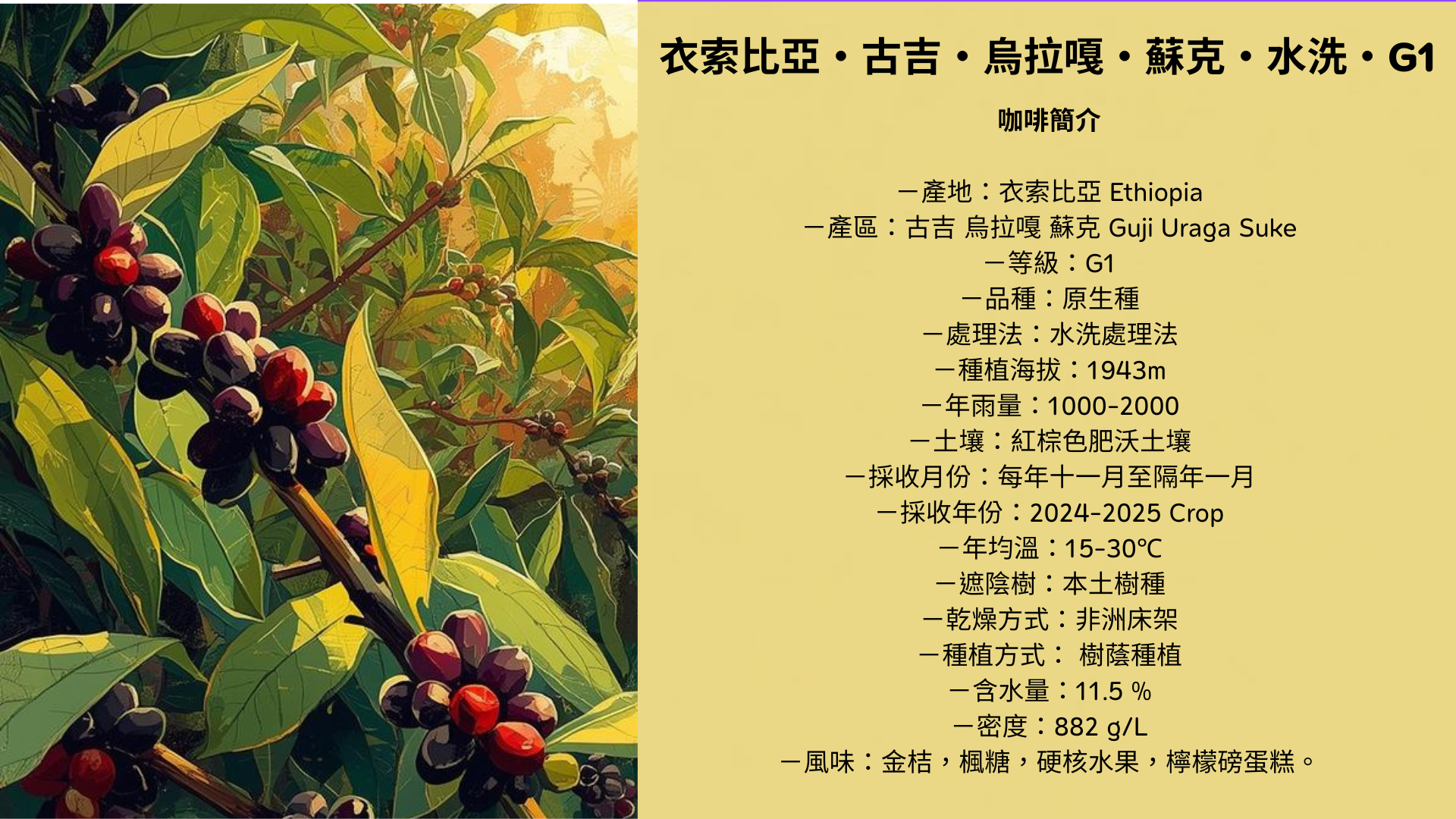 2026第二場賽豆 衣索比亞 水洗