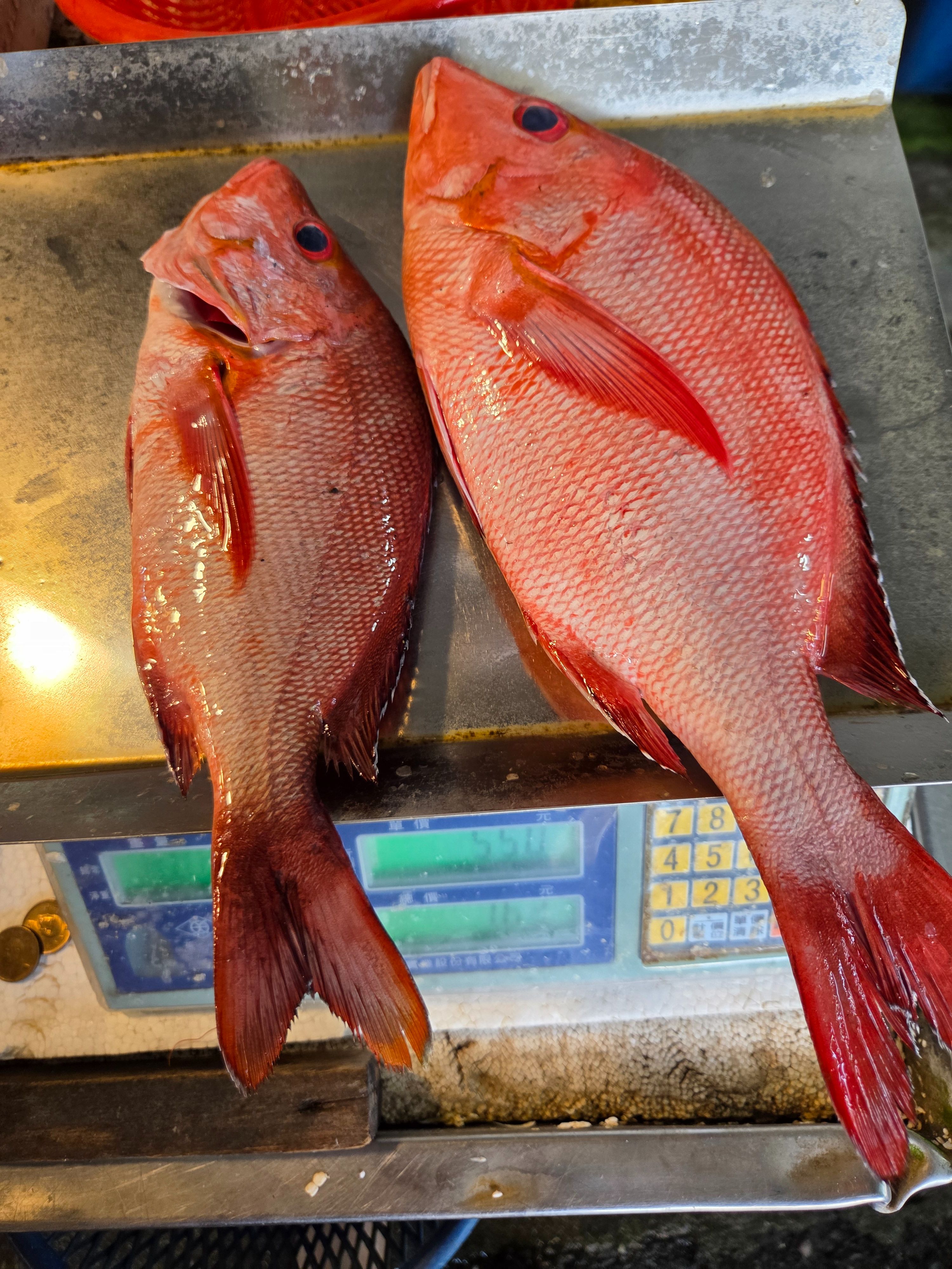 兩盒蝦一堆海魚