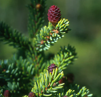 黑雲杉精油 / Black Spruce Essential Oil