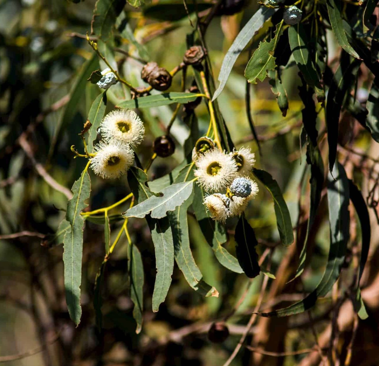 藍膠尤加利精油 / Eucalyptus Blue Gum Essential Oil