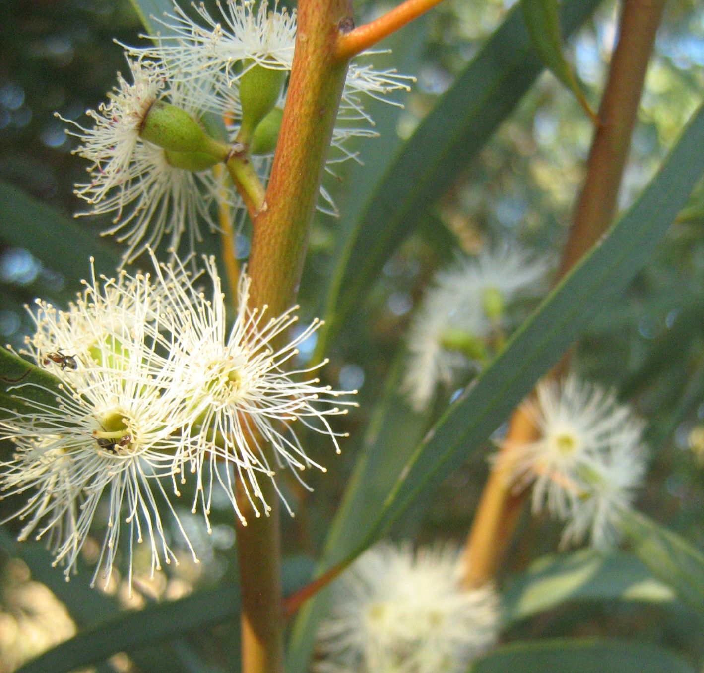 柯奇尤加利精油 / Eucalyptus Kochii Essential Oil