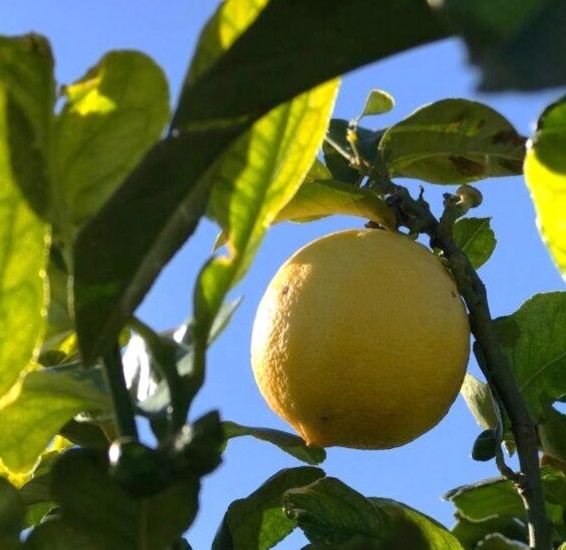 香檸檬（佛手柑）精油 / Bergamot Essential Oil