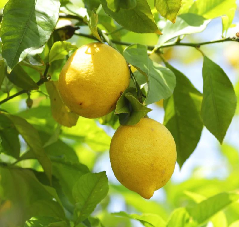 檸檬精油 / Lemon Essential Oil