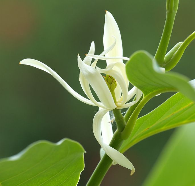 白玉蘭葉精油 / Magnolia Leaf Essential Oil