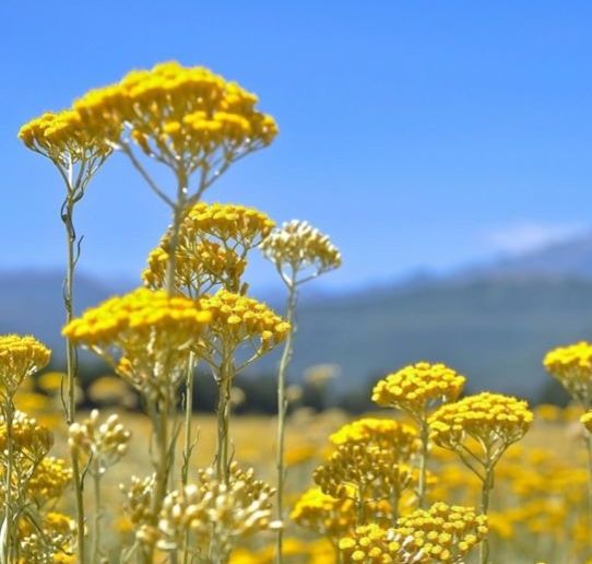 義大利永久花精油 / Helichrysum Essential Oil
