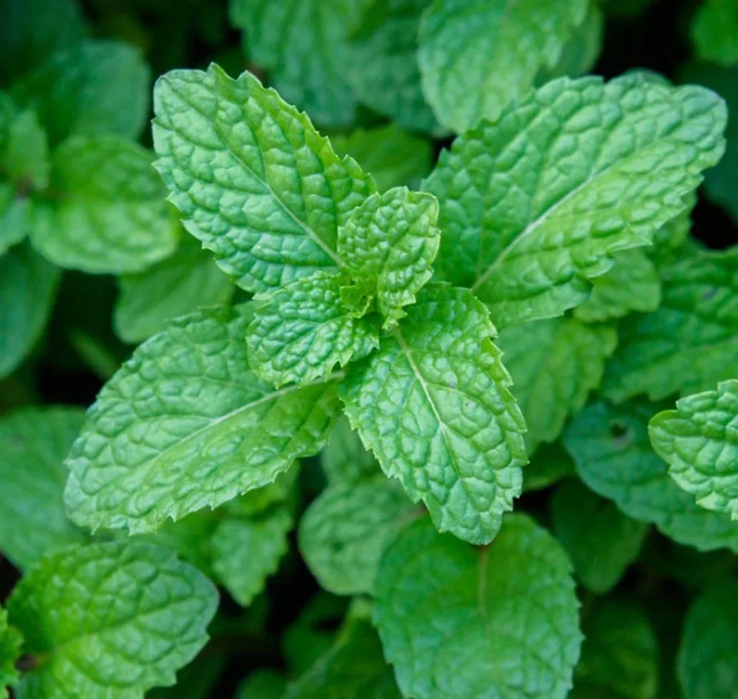 歐薄荷精油 / Peppermint Essential Oil