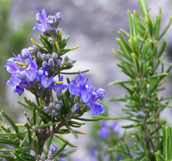 桉油醇迷迭香精油 / Rosemary Essential Oil