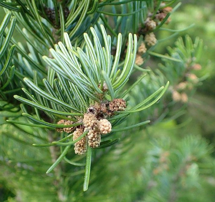 西伯利亞冷杉精油 / Siberian Fir Essential Oil