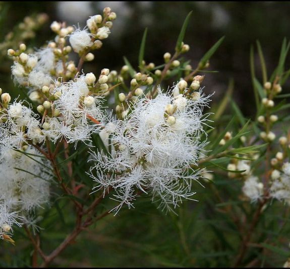茶樹精油 / Tea Tree Essential Oil