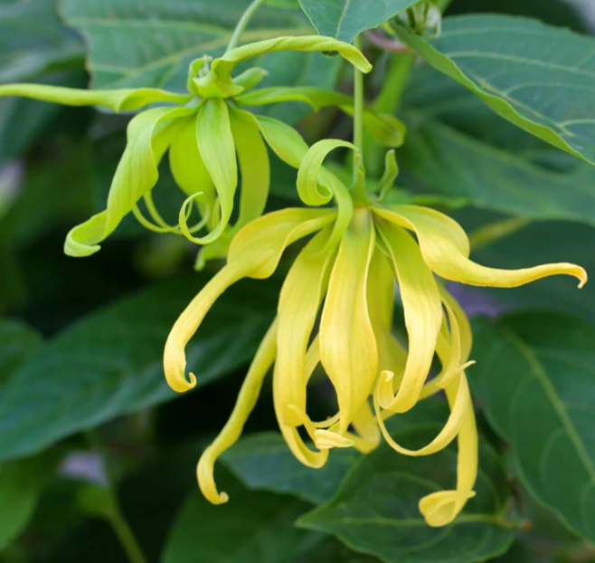完全依蘭精油 / Ylang Ylang Complete Essential Oil