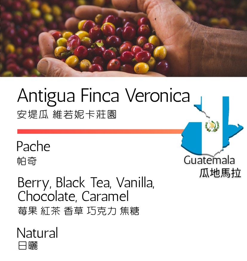 中南美洲 瓜地馬拉 安堤瓜 維若妮卡莊園 帕奇 日曬