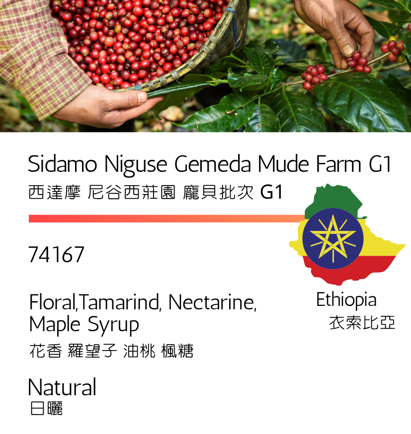 衣索比亞 西達摩 尼谷西莊園 龐貝批次 G1 日曬