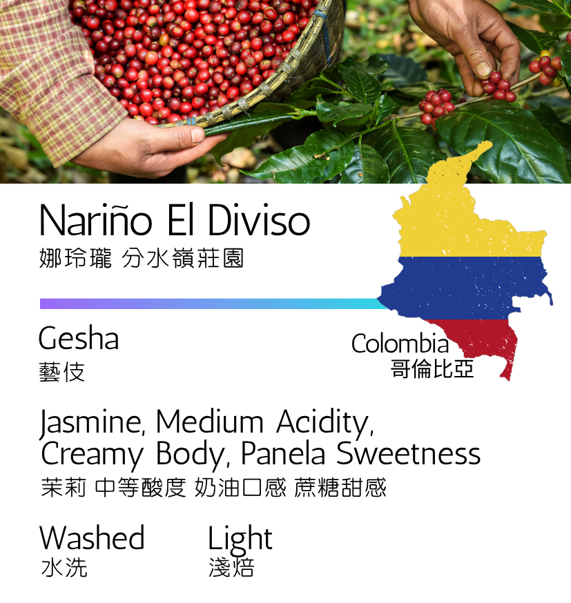 哥倫比亞 娜玲瓏 分水嶺莊園 藝伎 水洗