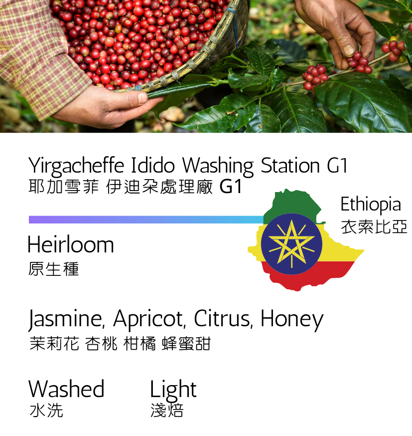 衣索比亞 耶加雪菲 伊迪朵處理廠 G1 原生種 水洗