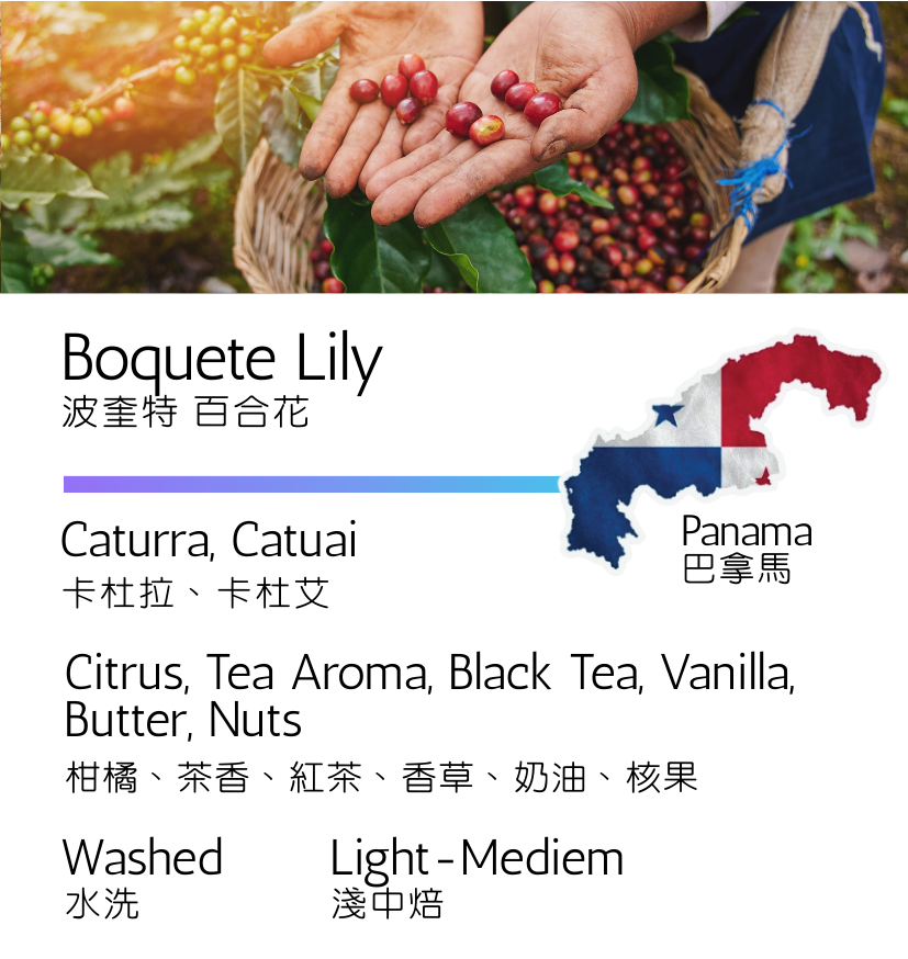 巴拿馬 波奎特 百合花 卡杜拉、卡杜艾 水洗