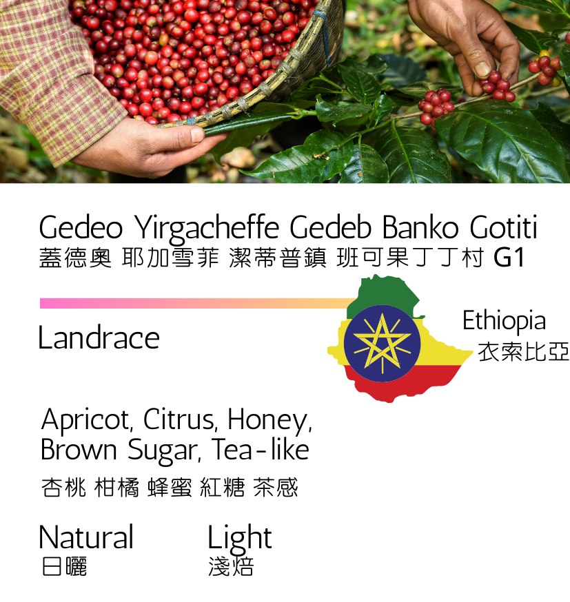 衣索比亞 蓋德奧 耶加雪菲 潔蒂普鎮 班可果丁丁村 G1 日曬