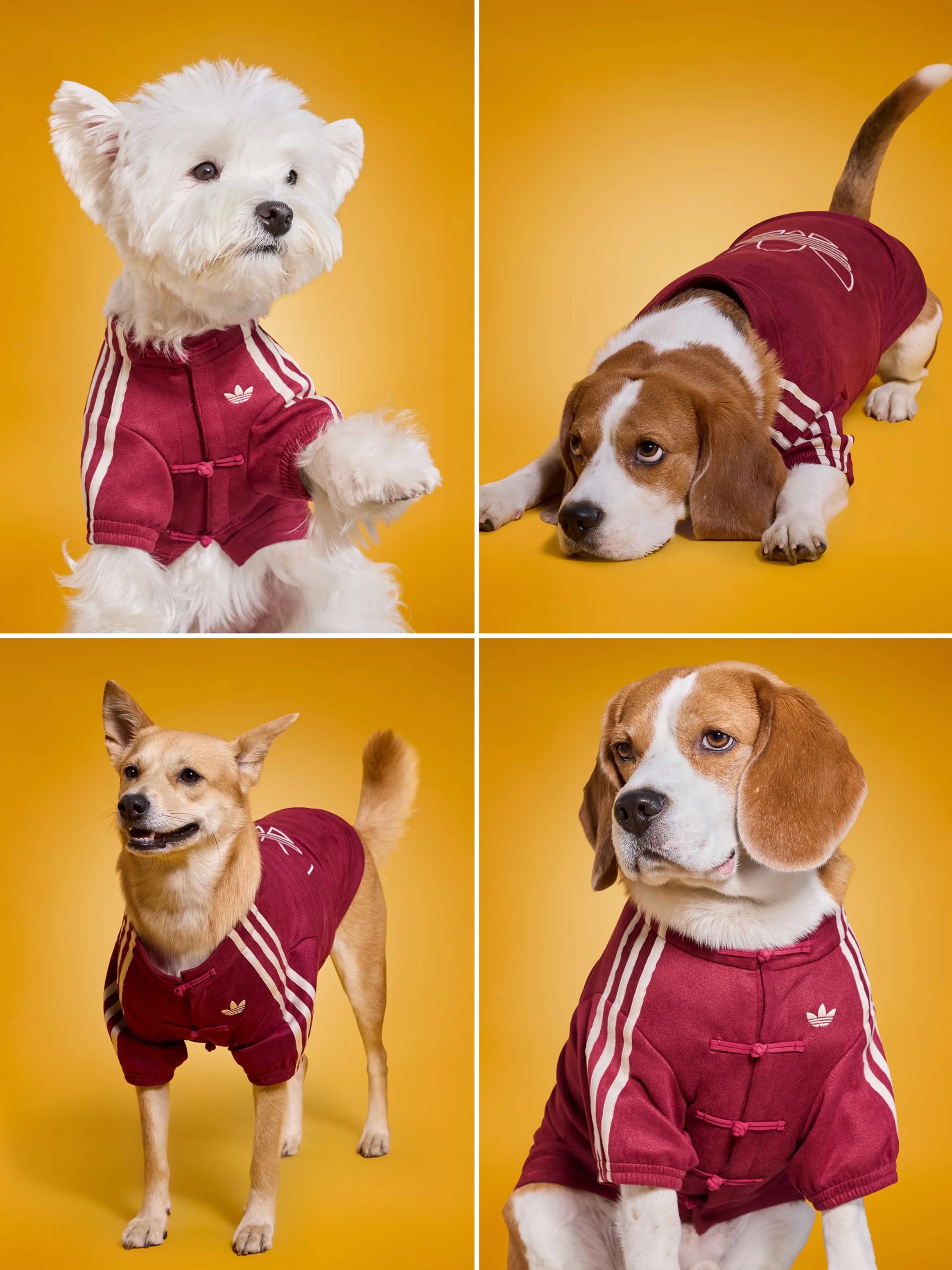 《預購》adidas寵物衣服/圍巾