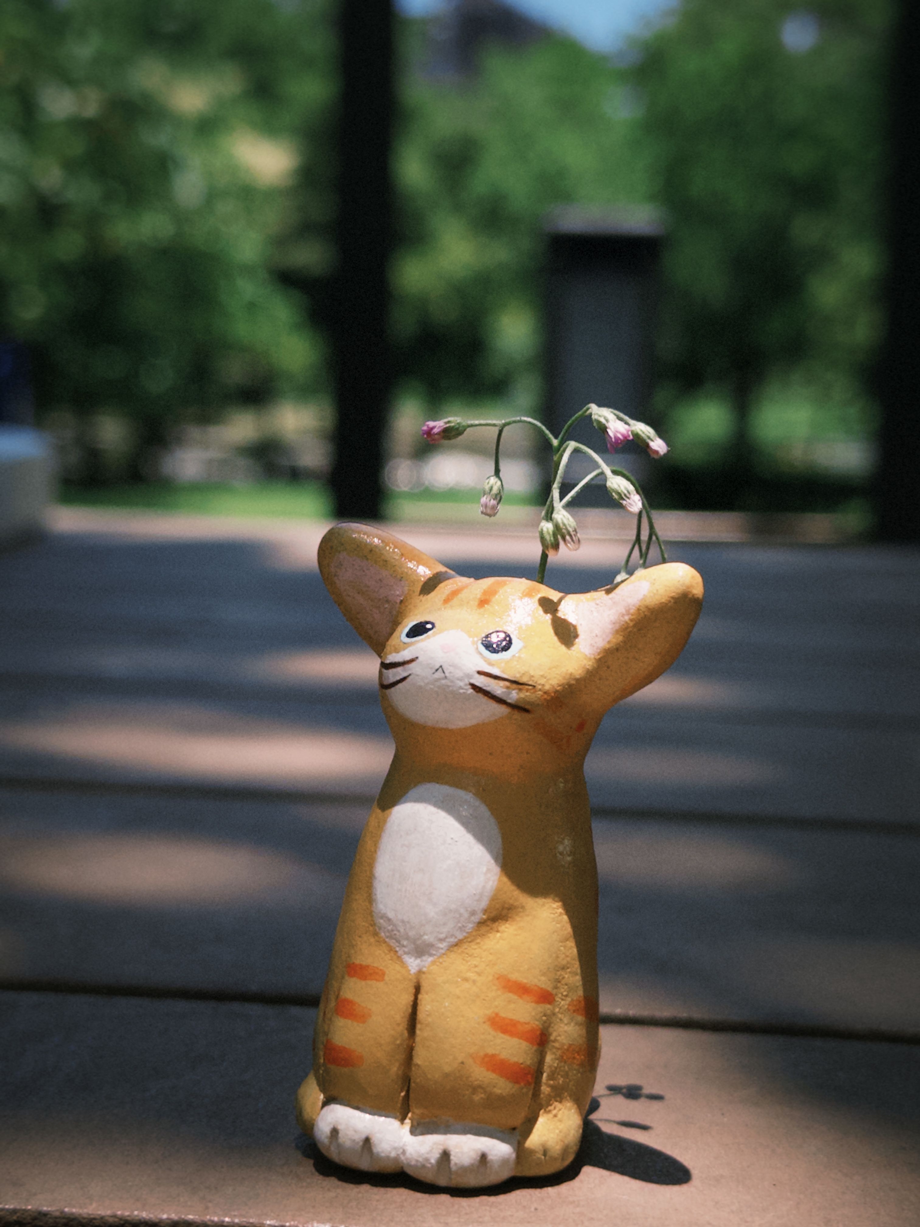 小猫花插｜小金桔