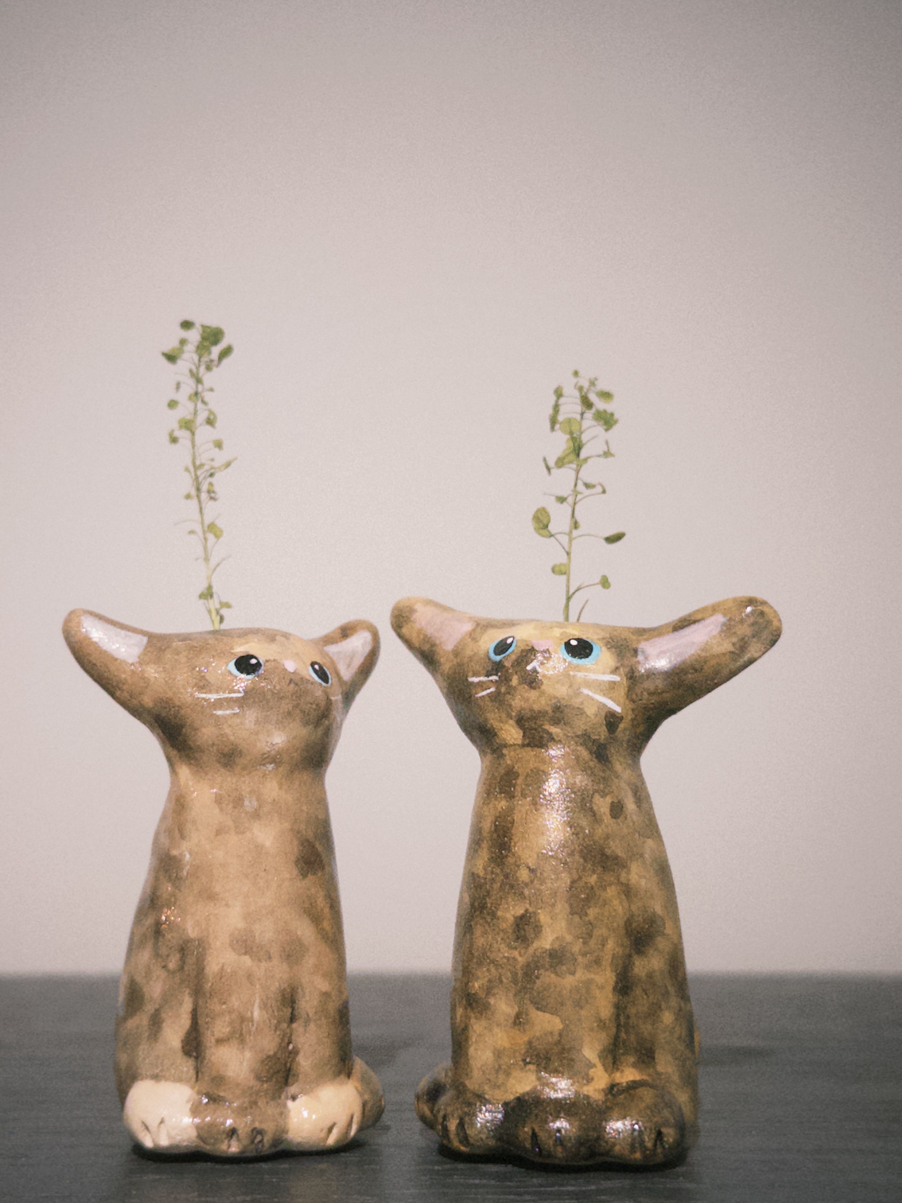 小猫花插 2｜麥芽