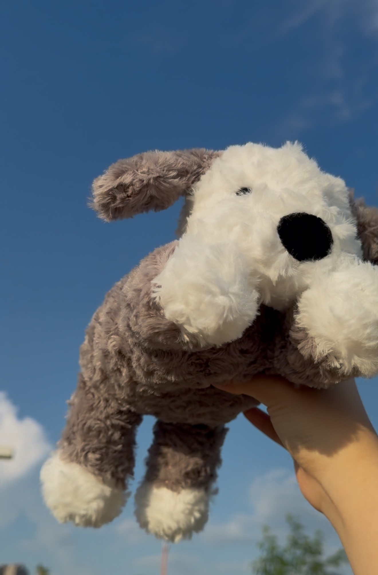 布利牧羊犬🐶33公分