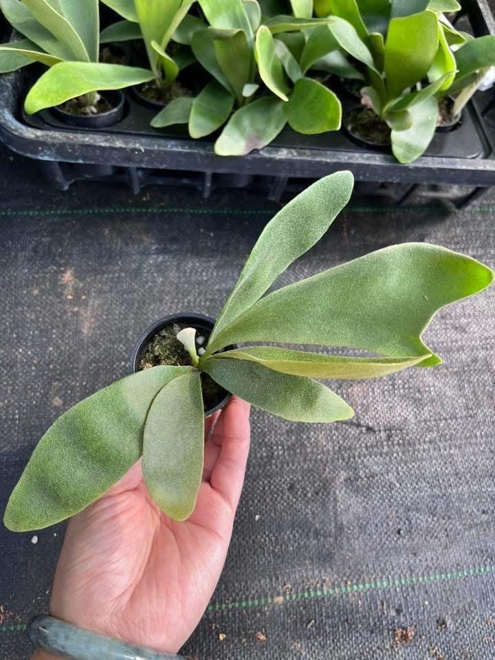 鹿角蕨貨到付款