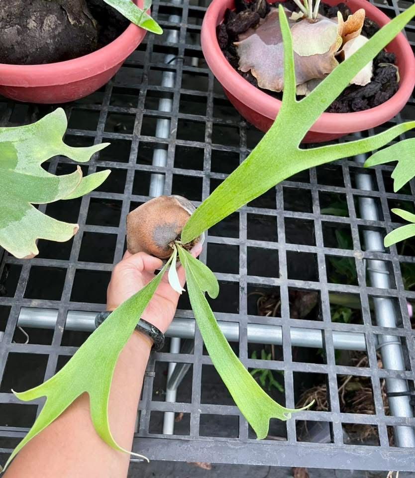 「擇優出貨版面」