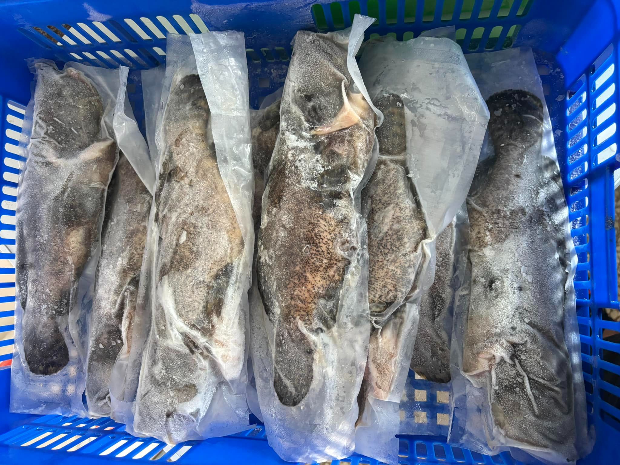 鹹水龍虎石斑
