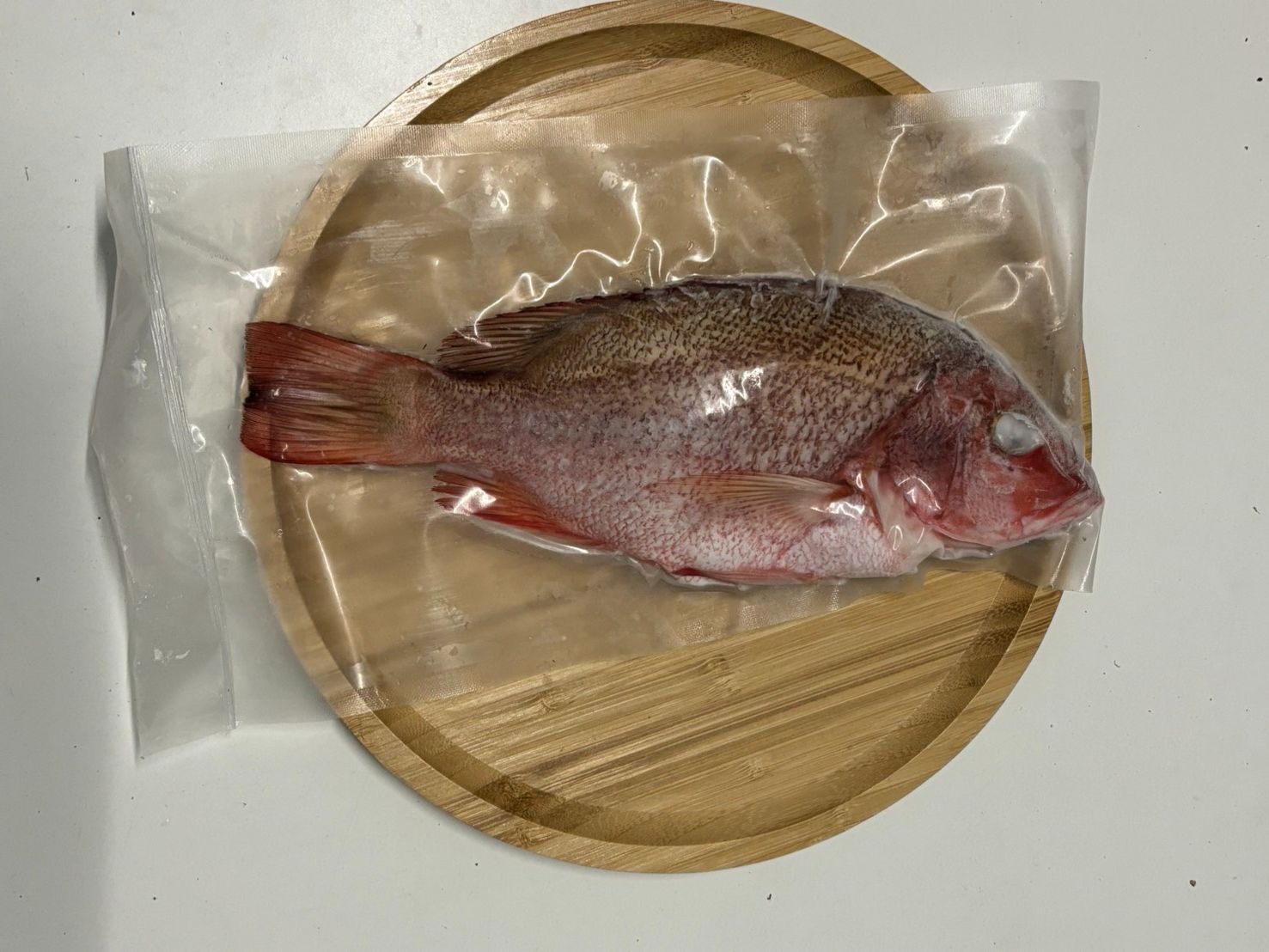 紅魚
