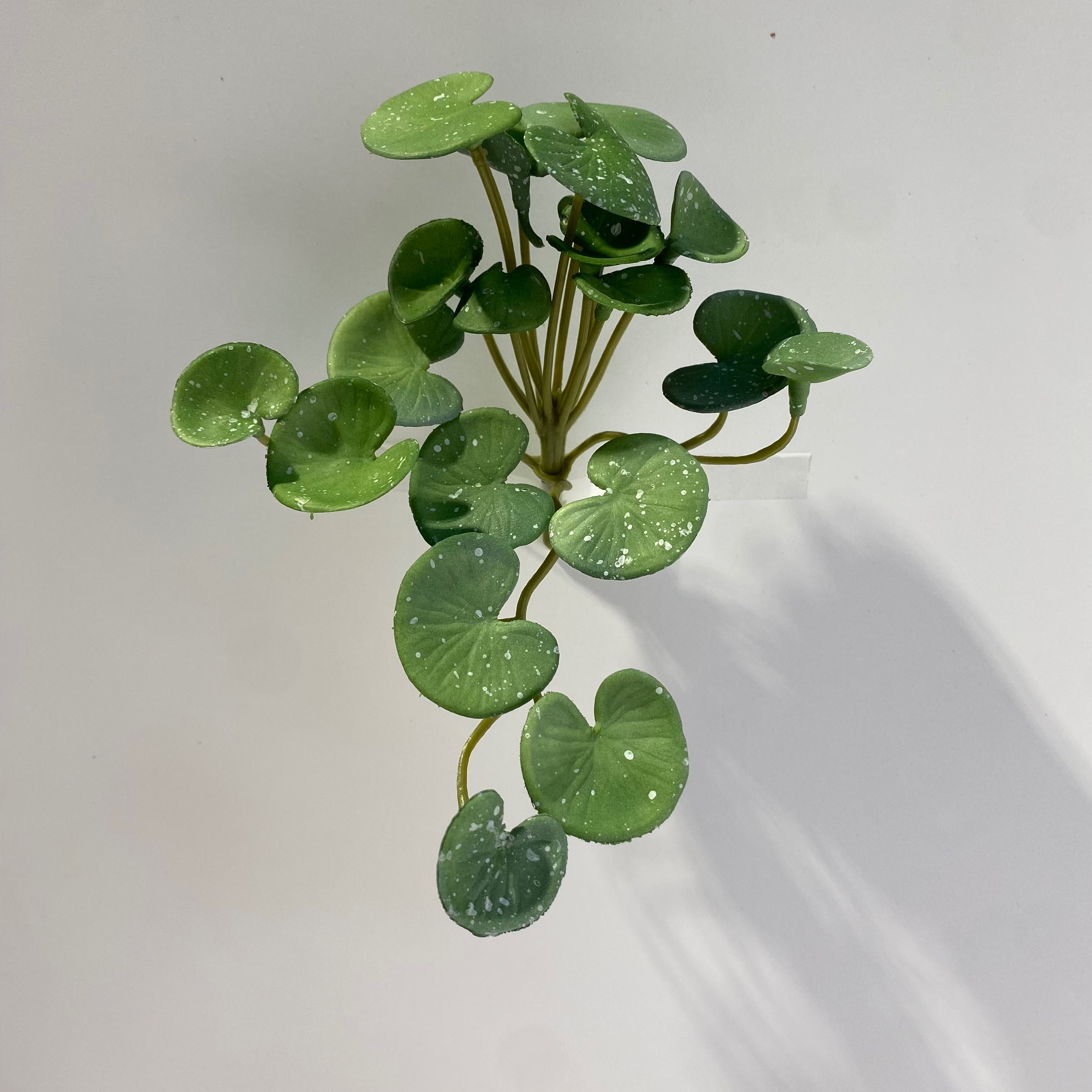 造景假植