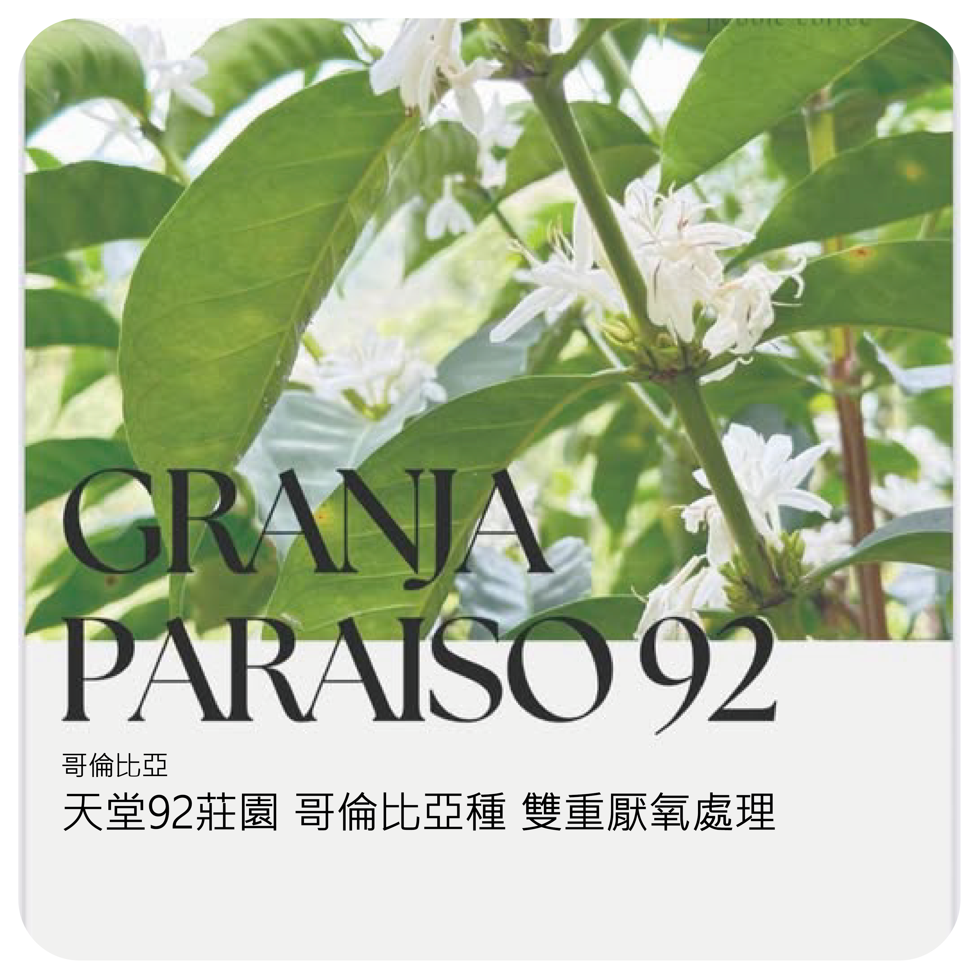 ❮淺焙❯ 哥倫比亞 天堂92莊園 雙重厭氧水洗