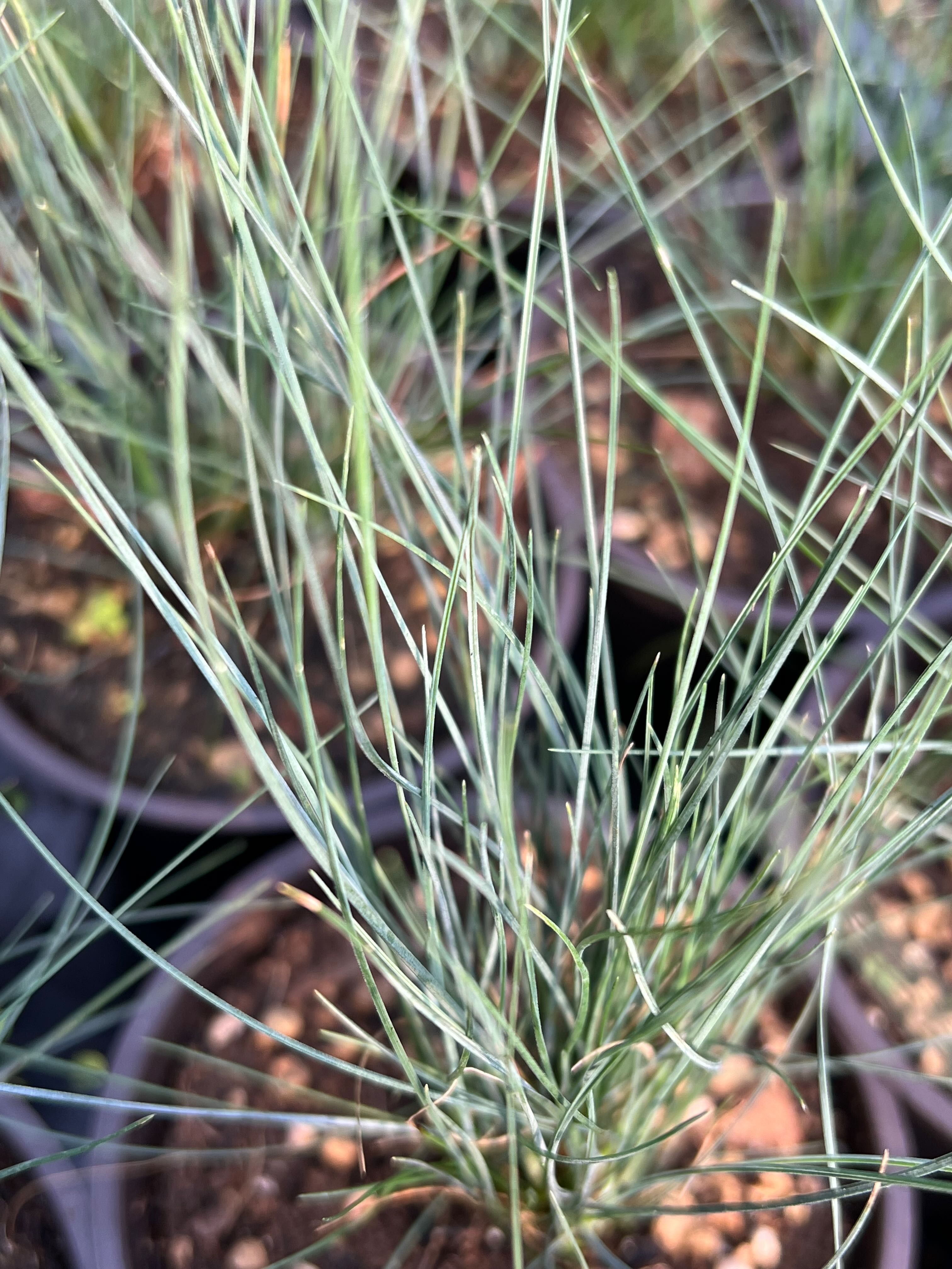 幽浮野草鋪🌿 班克斯半島藍羊茅 Festuca actae 全日照 多年生 藍色 耐旱 耐強風 觀賞草 景觀草 草皮