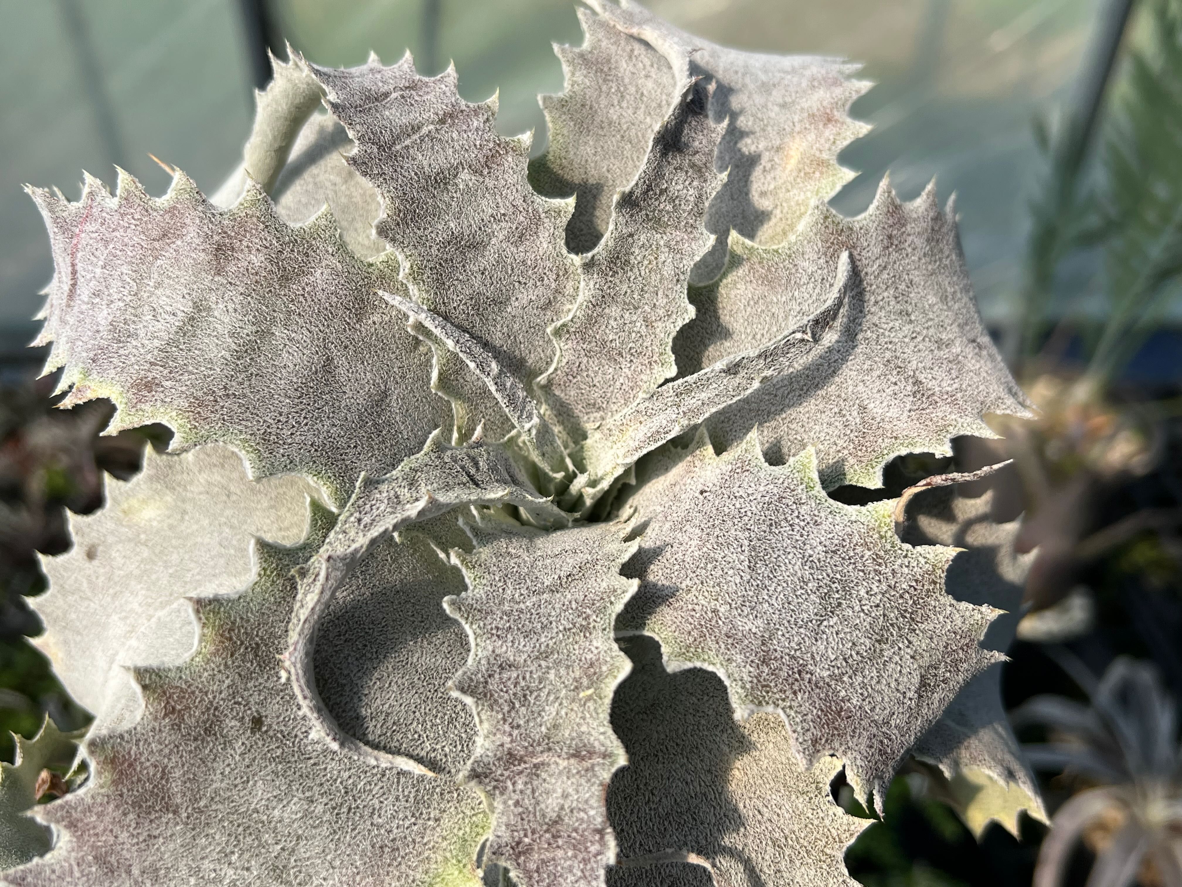 絨葉華燭之典 Hechtia lanata 實生苗 沙漠鳳梨