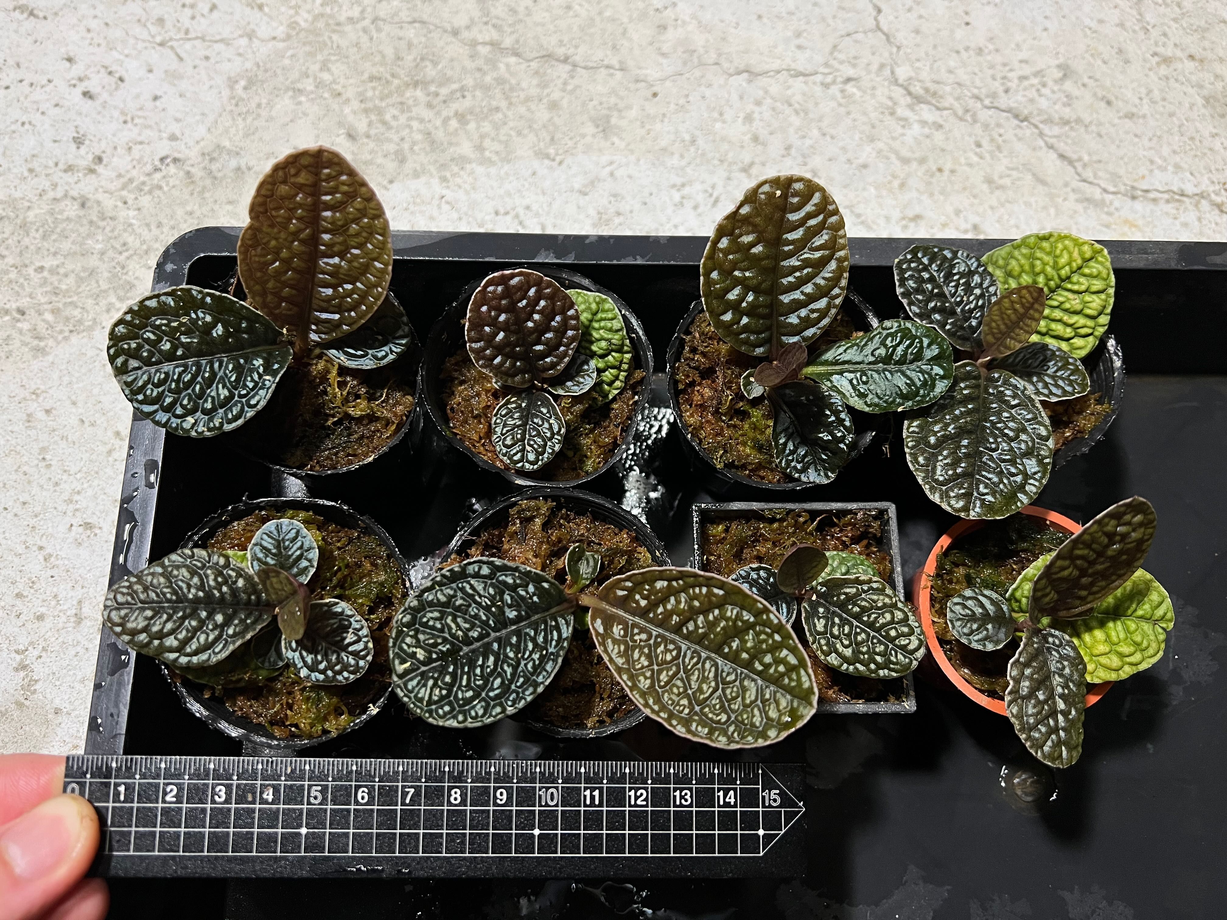 幽浮野草鋪🌿 蛇皮紫金牛 Labisia sp. “Snake Skin” 黑色植物 耐陰 觀葉 雨林 生態缸