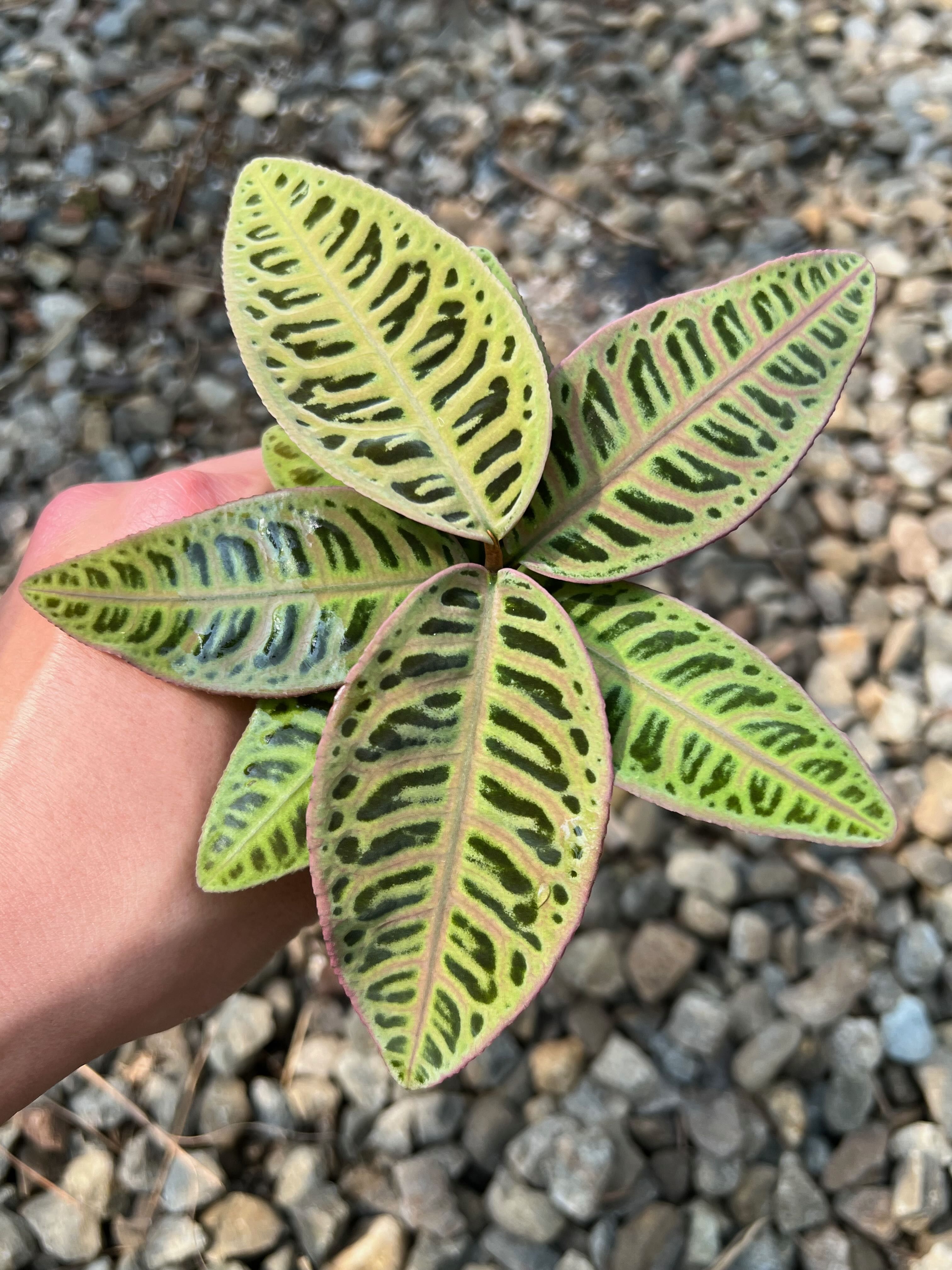 幽浮野草鋪🌿 檸檬紫金牛 Emblemantha urnulata 耐陰 室內植物 黃綠色 高濕度 生態缸 苔蘚缸