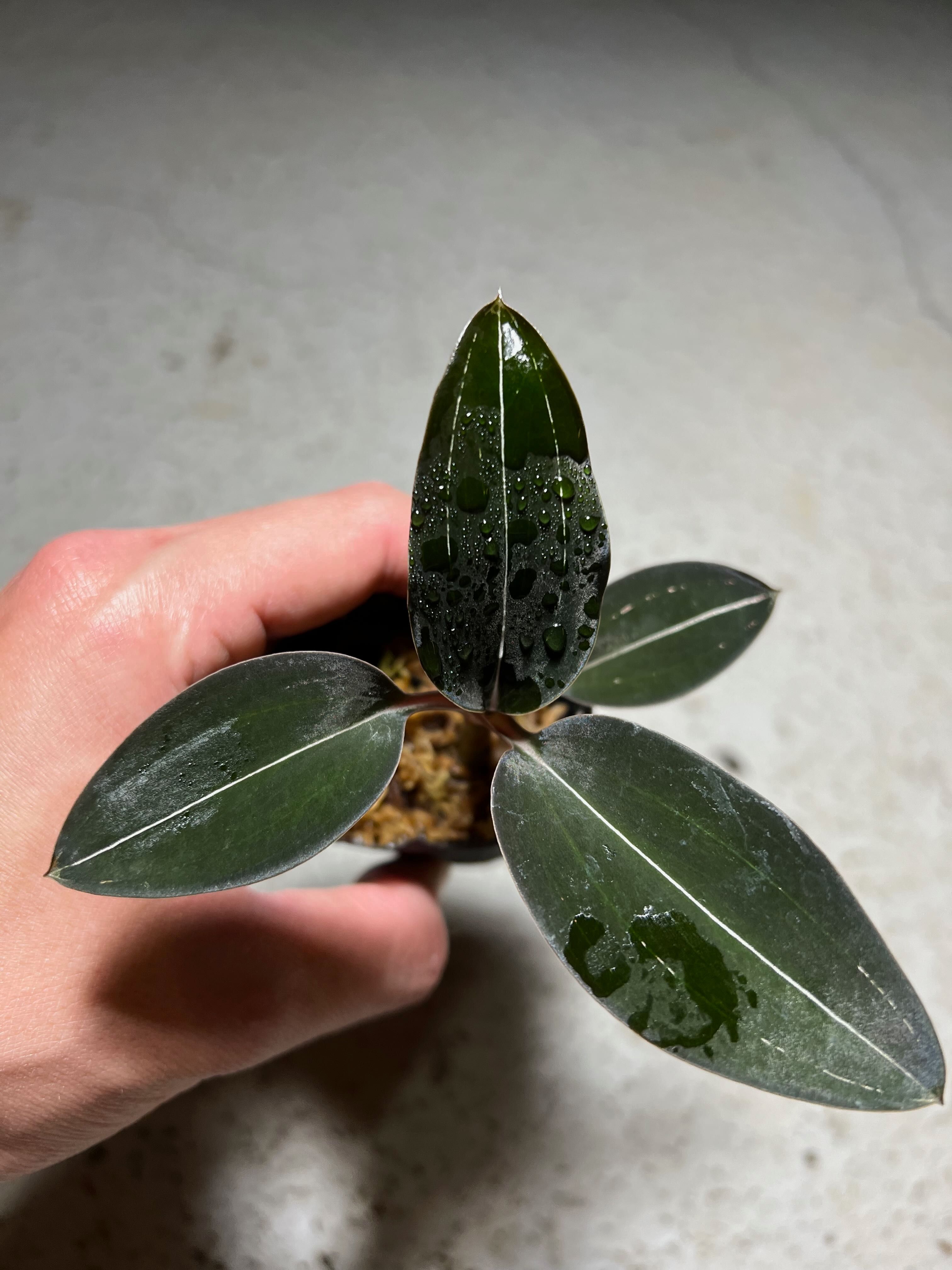 幽浮野草鋪🌿 闇葉寶石蘭 Ludisia discolor var. nigrescens 少見 一線天 血葉蘭 金線