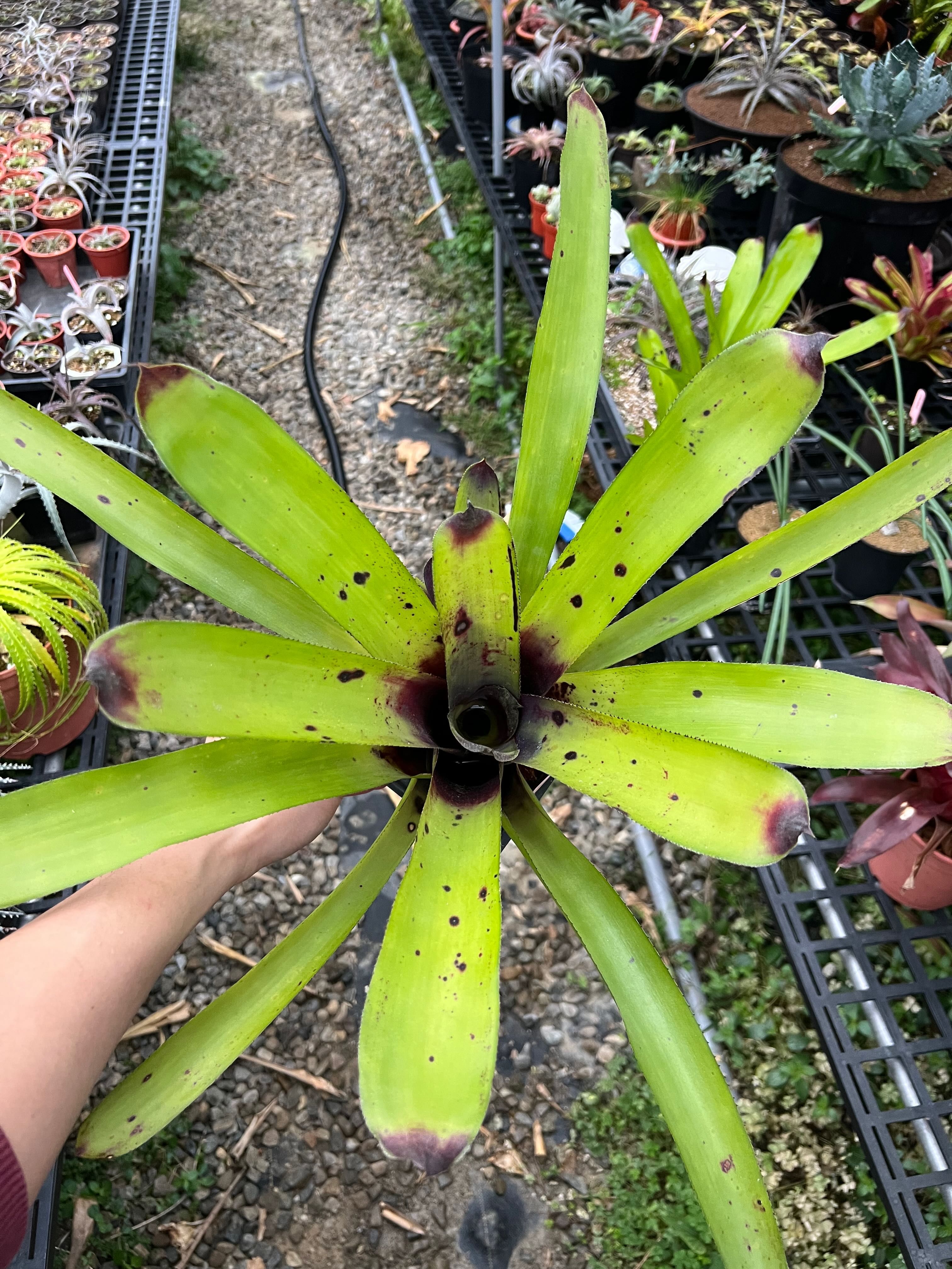 幽浮野草鋪🌿 瘀青葉鳳梨 Aechmea caudata “Short form” 強日照 積水鳳梨