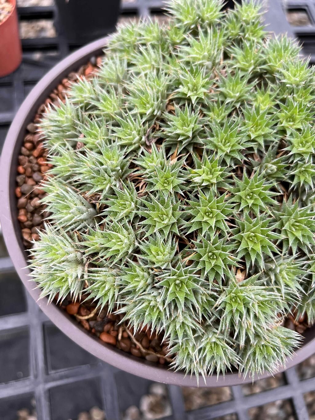幽浮野草鋪🌿 德氏鳳梨 Deuterocohnia brevifolia 叢生 可愛 迷你鳳梨 沙漠鳳梨 觀賞鳳梨
