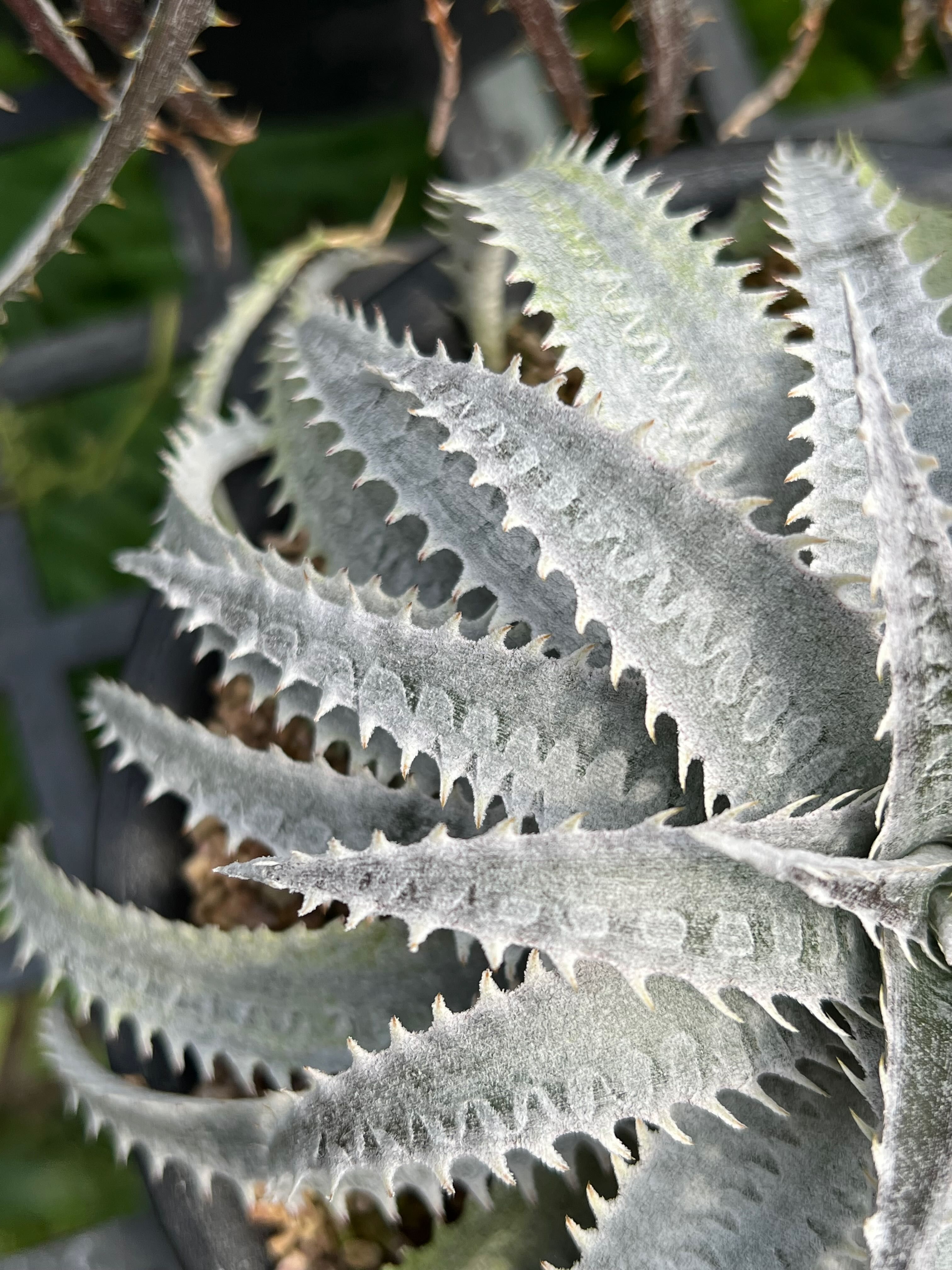 Dyckia Mini Jewelry