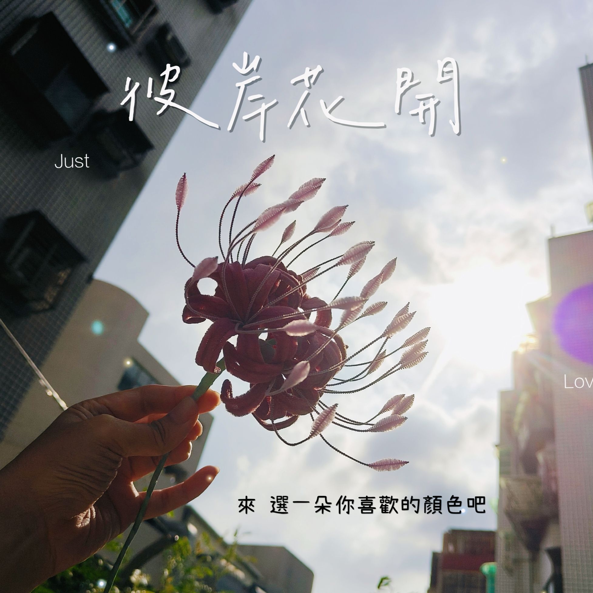 多一點喜歡 彼岸花