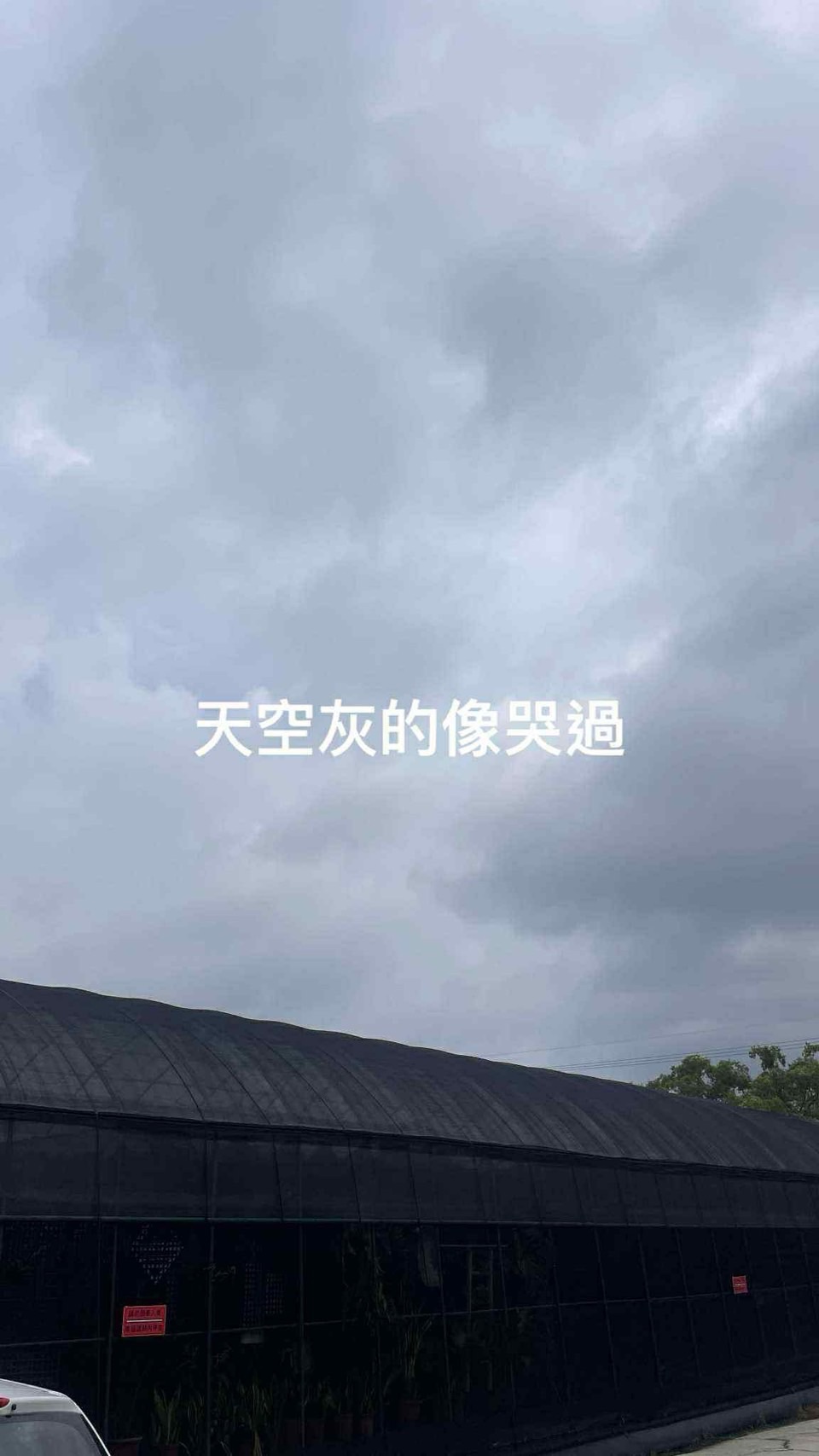 泰龜