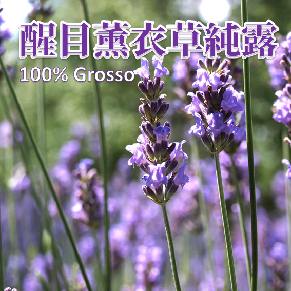 醒目（Grooso ）薰衣草純露