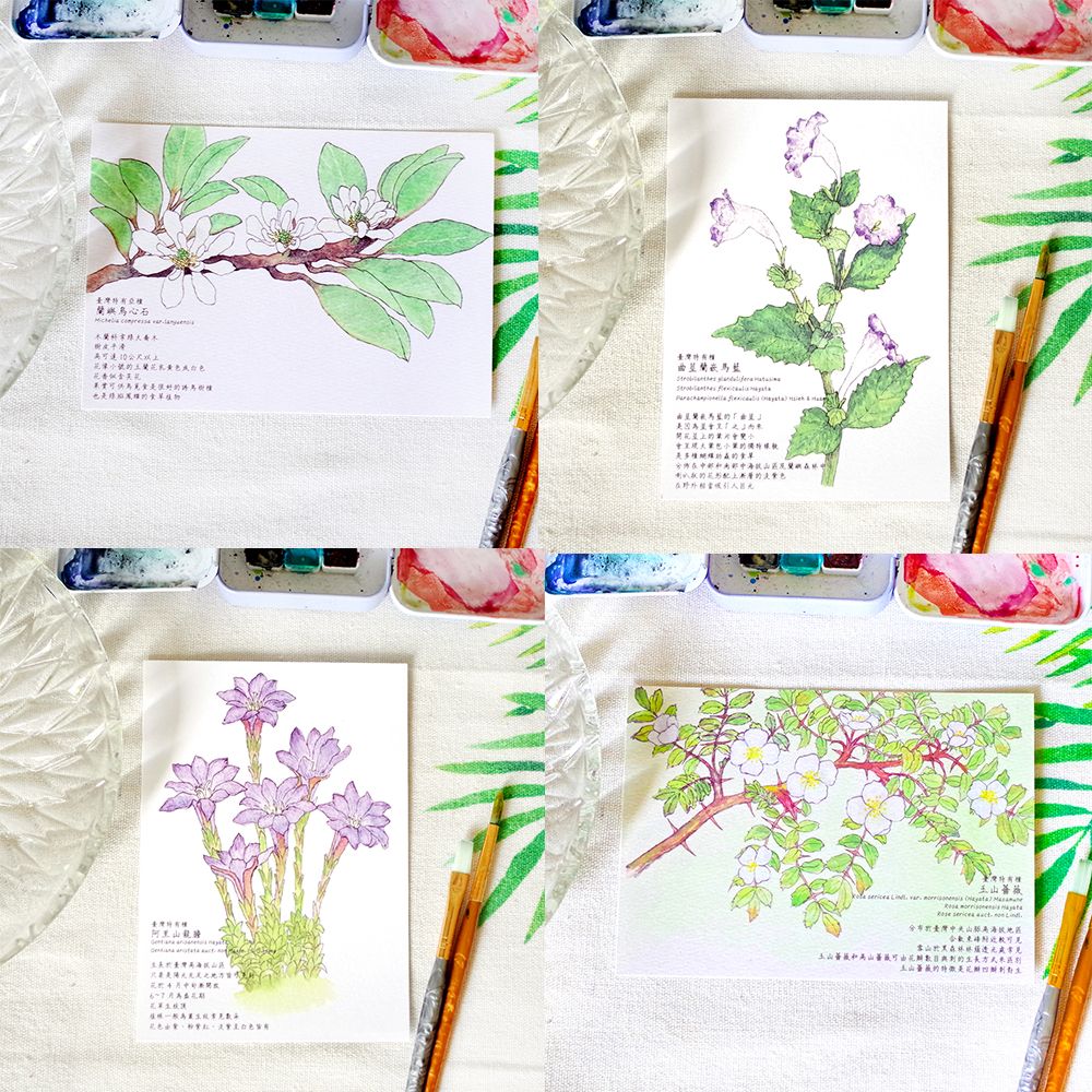 臺灣特有種花草繪畫明信片│蘭嶼烏心石/曲莖蘭嵌馬藍/阿里山龍膽/玉山薔薇