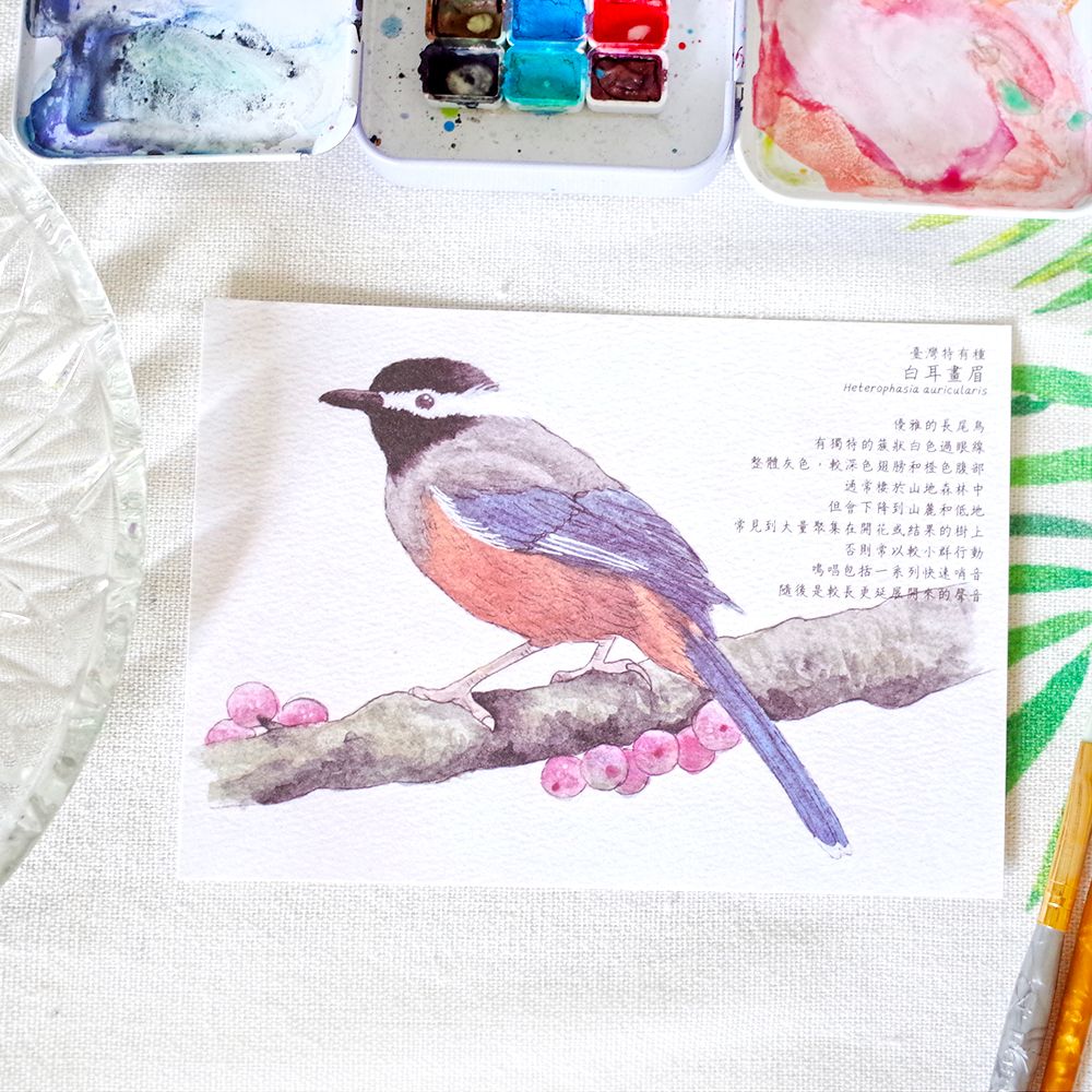 臺灣特有種鳥類繪畫明信片│白耳畫眉/東方草鴞/赤腹山雀/臺灣藍鵲/大冠鷲